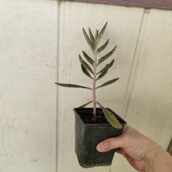 KALANCHOE, MADRE DE MILES PLANT /$5 / NELLIS BLVD Y CHEYENNE AVE.