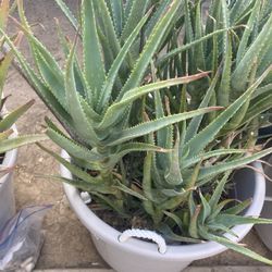 Aloe Vera Plant 
