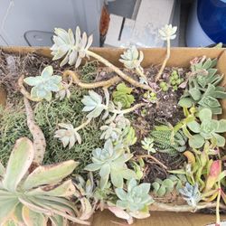Mixed Succulents 