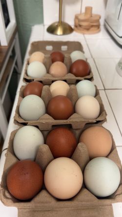 Hatching eggs