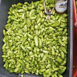 Fresh Cascade Hops