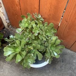 This Is A Aeonium