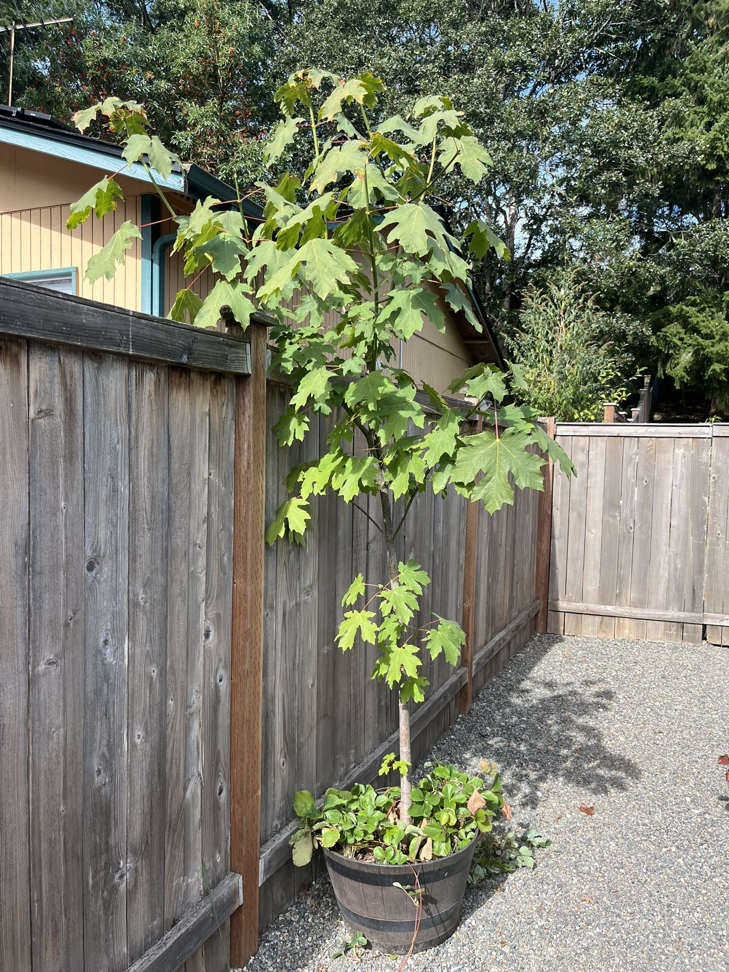 Maple Tree In a Garden Pot