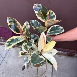 8” variegated rubber plant 