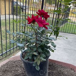 Rose plant $25