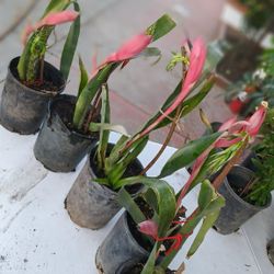 $7.    Planta Natural  Blumeria 