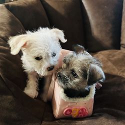 Dog Food For Sale 