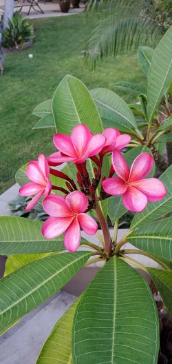 Plumeria