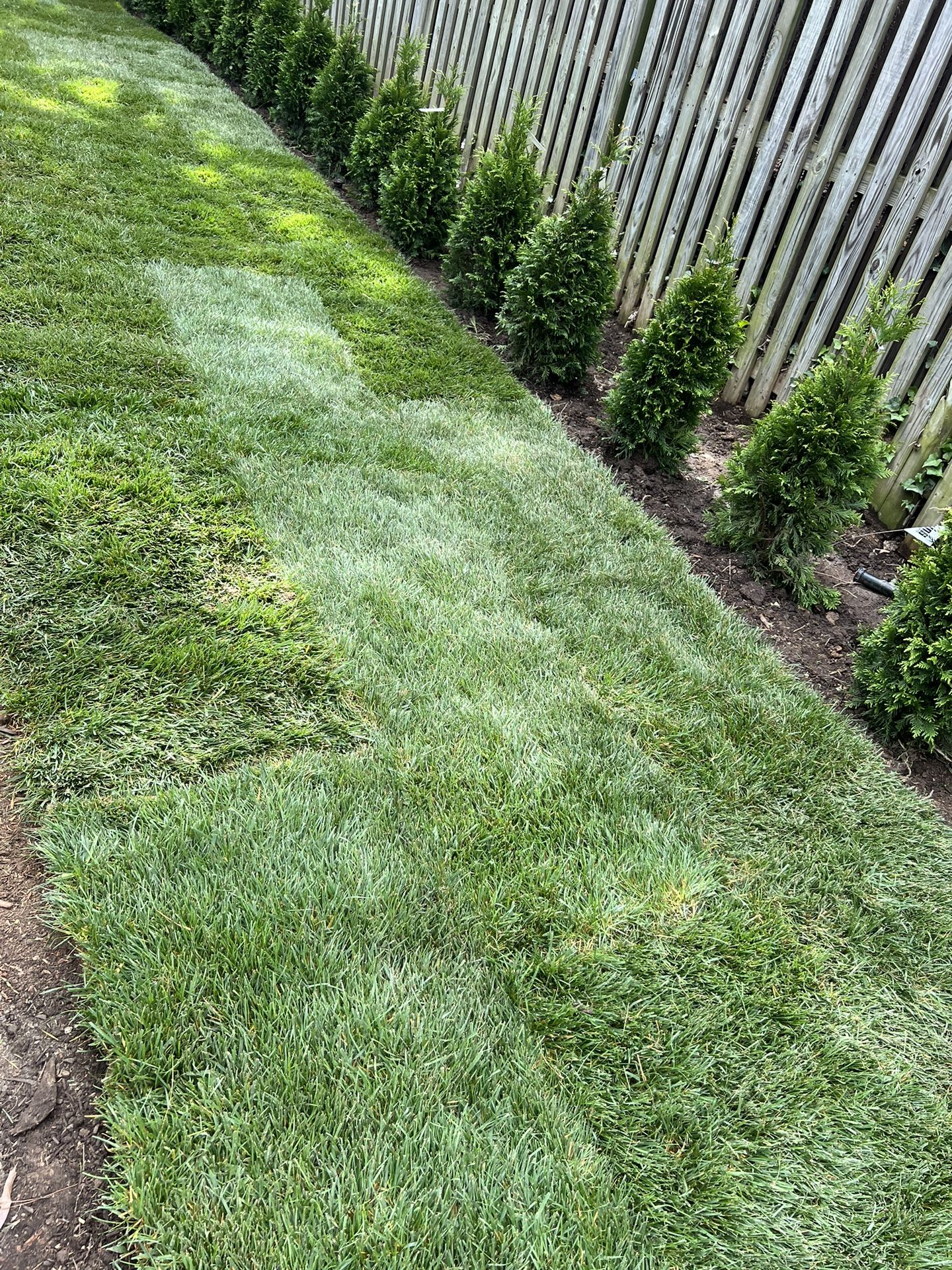 Fresh Sod