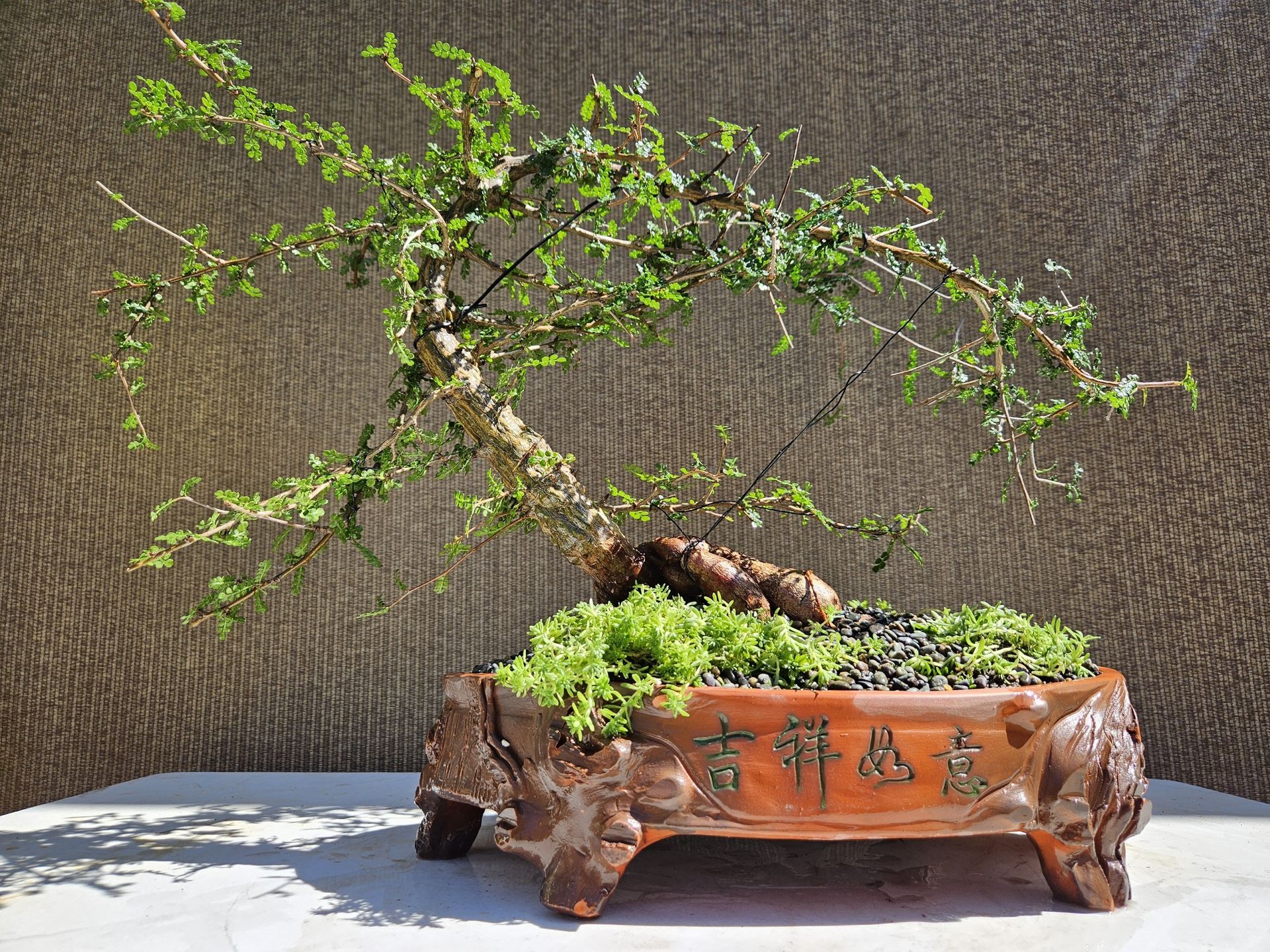 Old Operculicarya Decaryi Bonsai Tree