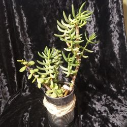 Pine Tree Succulents Plants 