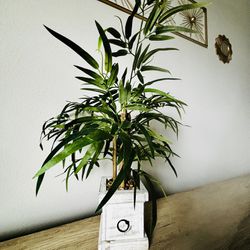 Faux Mini Bamboo Plant