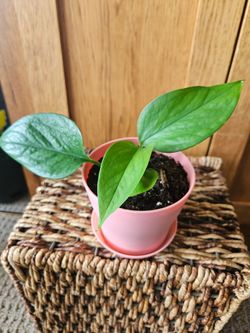 Potho "Jessenia" (Pink pot-B)