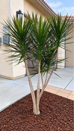 Multi-Trunk Yucca / Dracaena Outdoor Plant