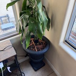 Plant As Is For Sale$30 Firm