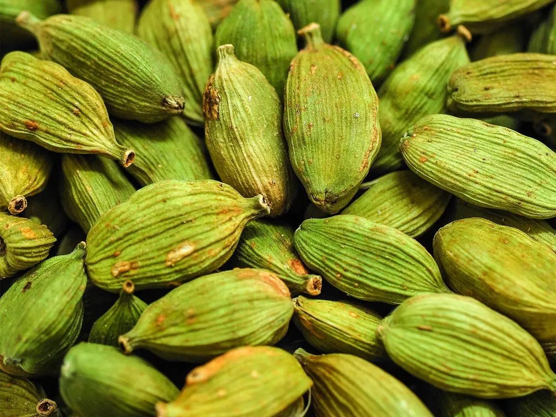 Cardamom Plants