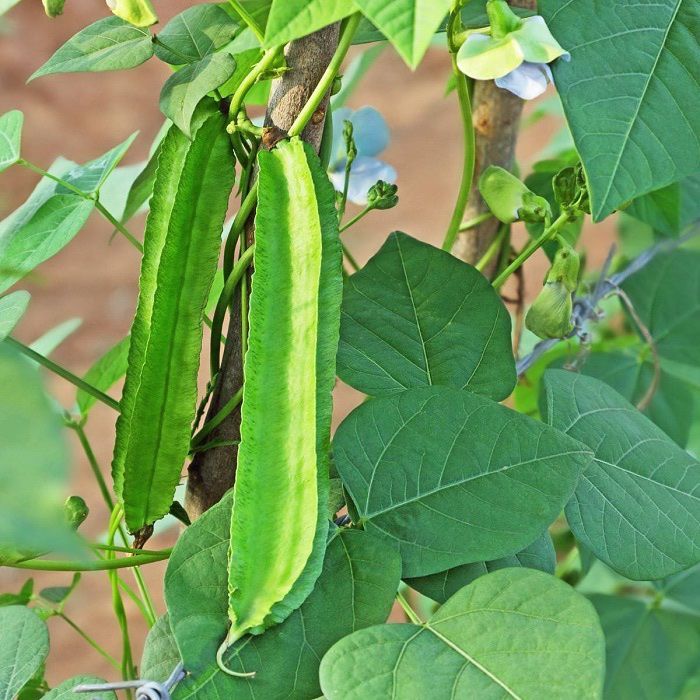 100 Dragon Bean Vine Seeds Winged Beans Seeds Four Angled Bean or Manila Bean King Shire Winged Bean Asparagus Pea or Dau Rong Home Gardening Seeds Ve