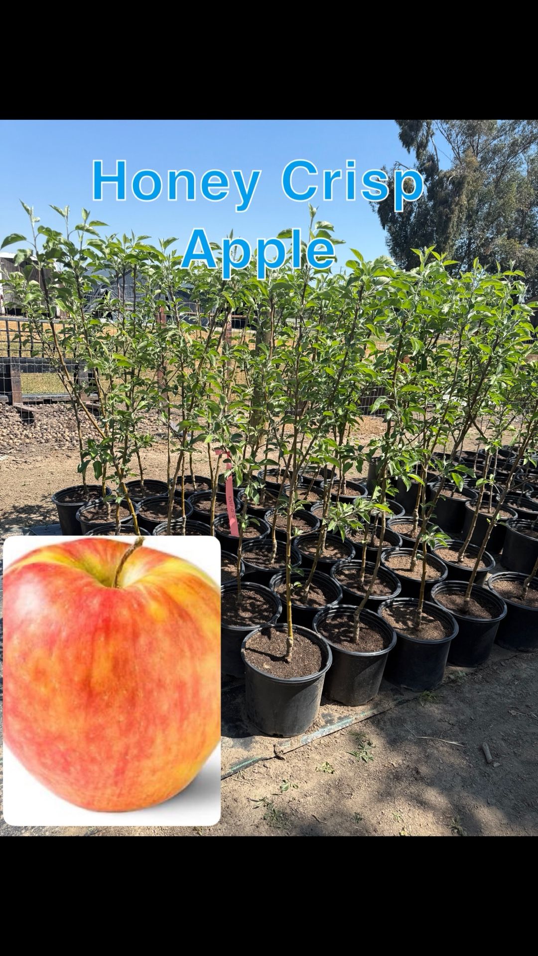 Honey Crisp Apple Tree