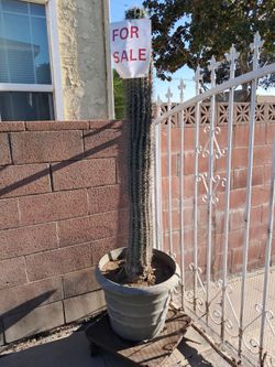6.5ft Mature Mexican Giant Cardon Cactus – $400 OBO