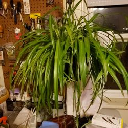 Spider Plant Houseplants
