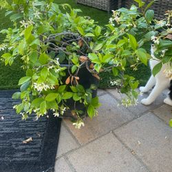 Two Of These Jasmine, I Believe Plants For Sale