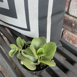 Small 3’ Pot Succulent 