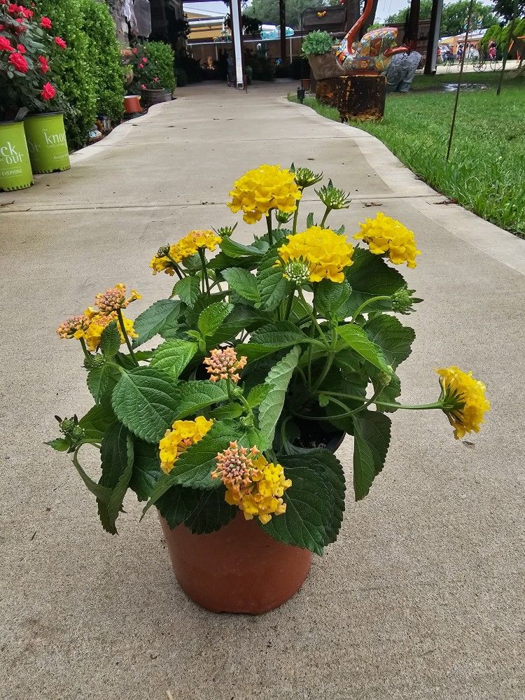 One Gallon Size Yellow Lantana PLANTS ARRIVE, BEAUTIFUL AND HEALTHY. $10 EACH