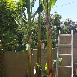 Banana plants