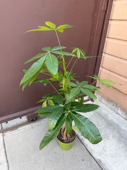6” xl money tree