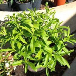 Yerbaniz En Maseta De Tres Galones 