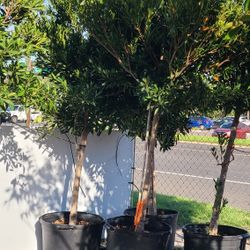 Japanese Blueberry Trees 30gallon 