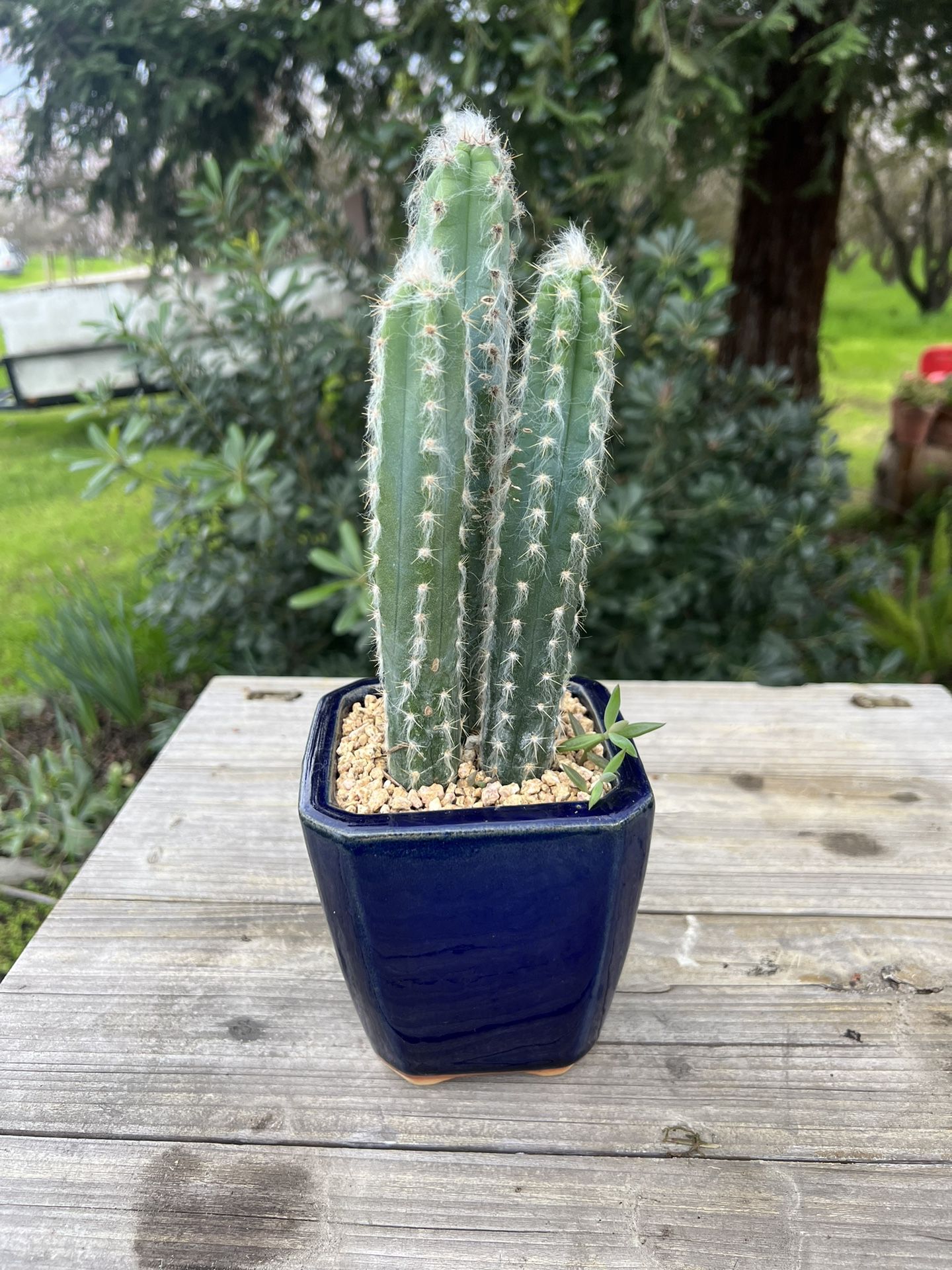 3 In 1 “ Blue Cactus” In Blue Ceramic Pot 