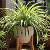 Aurora  Plants.I Don’t  trade 