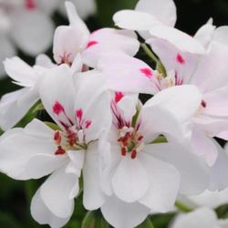 Ivy Geranium Precision White Red Eye.