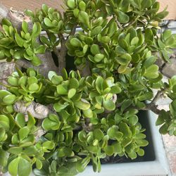 Large healthy jade plant