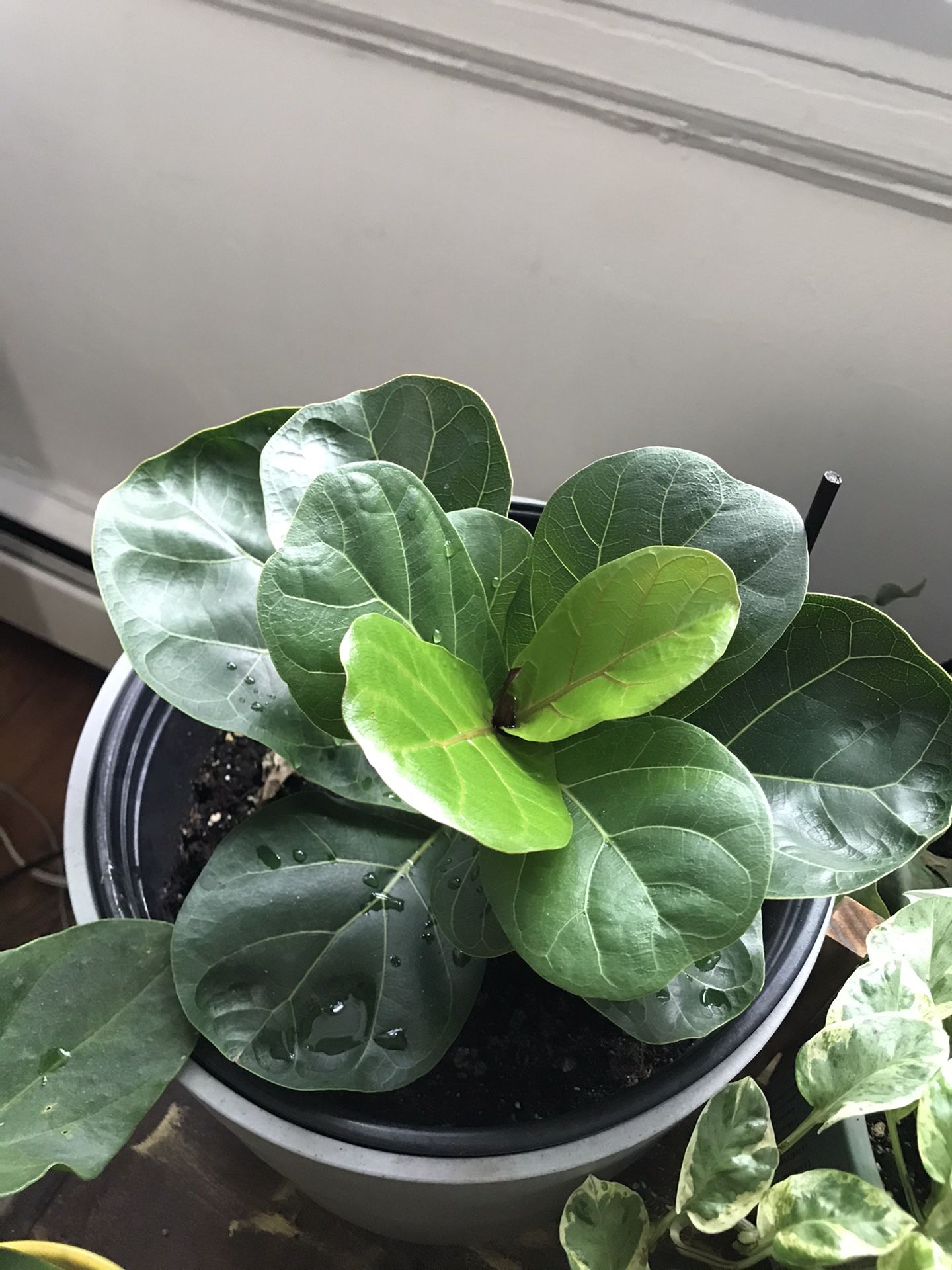 Fiddle leaf fig plant and planter