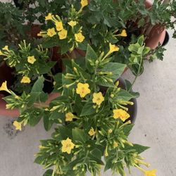 4 o’clock flowers with pot and soil altogether