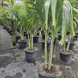 Christmas palms over 6 to 7 feet tall