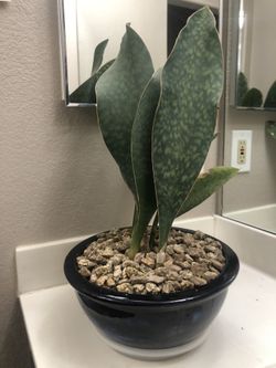 Whales Tongue Sanseveria