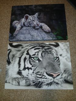 Tiger Portraits