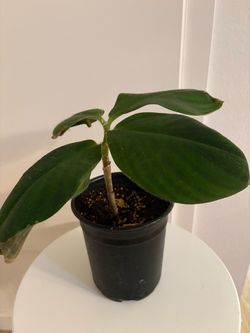 Velvet Ginger Plant 🌱
