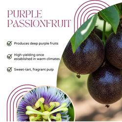 Purple Passion Fruits  🪴🌿🍈💜