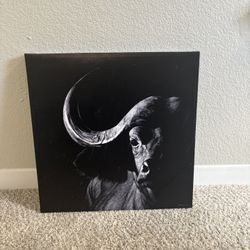 Bull Picture 