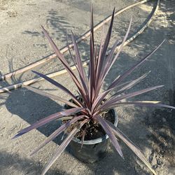 Cordyline