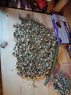 Semillas de moringa