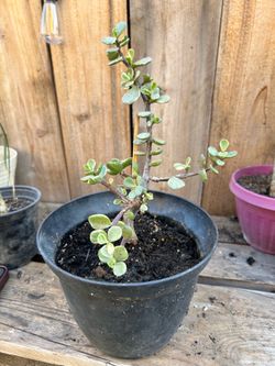 Variegated Elephant Bush