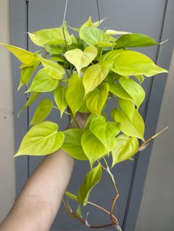 Neon Pothos Trailing House Plant 6” Hanging Pot