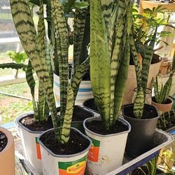 Snake Plants