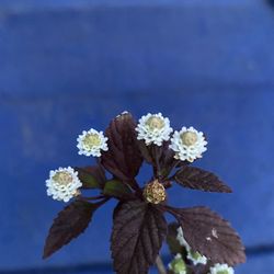 Mayan Mint Plant - Aztec Sweet Herb - Azucar de los Aztecas - Hierba planta menta