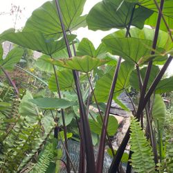 Large Elephant Ears Water Plants 